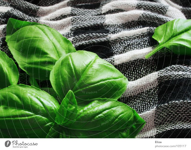 basil Lebensmittel Kräuter & Gewürze Ernährung Vegetarische Ernährung Gesundheit Duft Wellen Garten Küche Gastronomie Pflanze Topfpflanze Stoff Schal leuchten