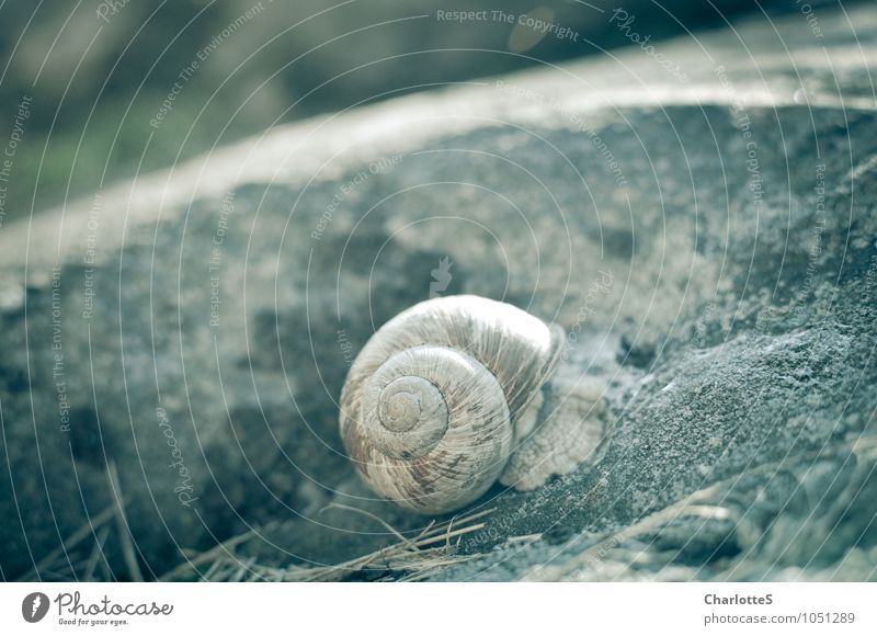 Oh! Art thou golden. Gras Farn Nutztier Schnecke 1 Tier Stein Sand Beton berühren Bewegung Häusliches Leben Vorsicht Gelassenheit geduldig ruhig Schneckenhaus