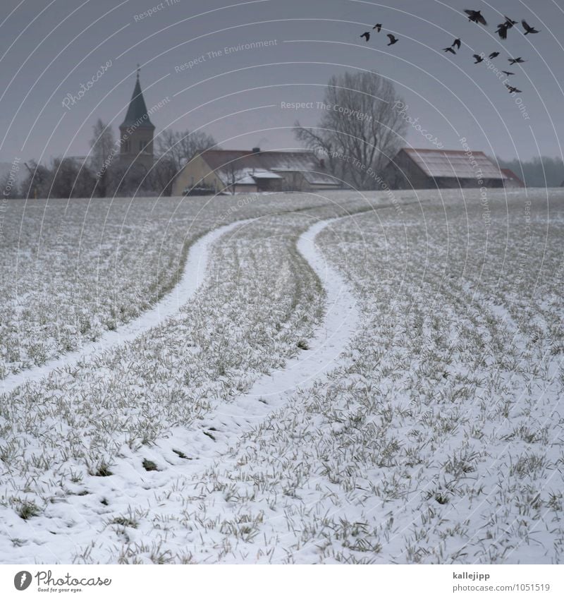 krabat Umwelt Natur Landschaft Himmel Wolken Horizont Klima schlechtes Wetter Eis Frost Nutzpflanze Feld Vogel Schwarm kalt Winter Krähe Religion & Glaube