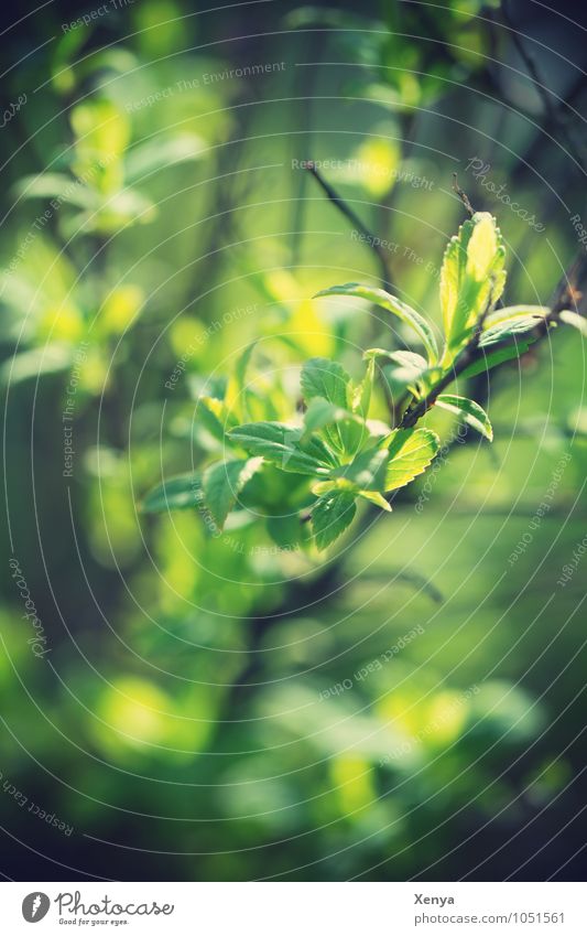 Zweig im Frühling Umwelt Natur Pflanze Sträucher Blatt Grünpflanze Garten grün leuchtend grün Sonnenstrahlen verträumt Frühlingsgefühle Außenaufnahme