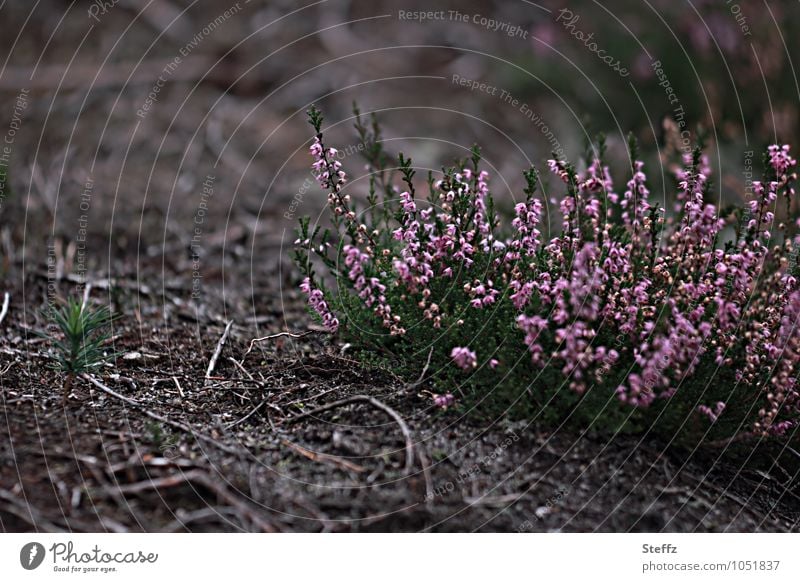 blühende Heidesträucher in einer kargen Umgebung Heideblüte nordische Natur nordische Romantik heimisch poetisch nordische Wildpflanzen Heideromantik