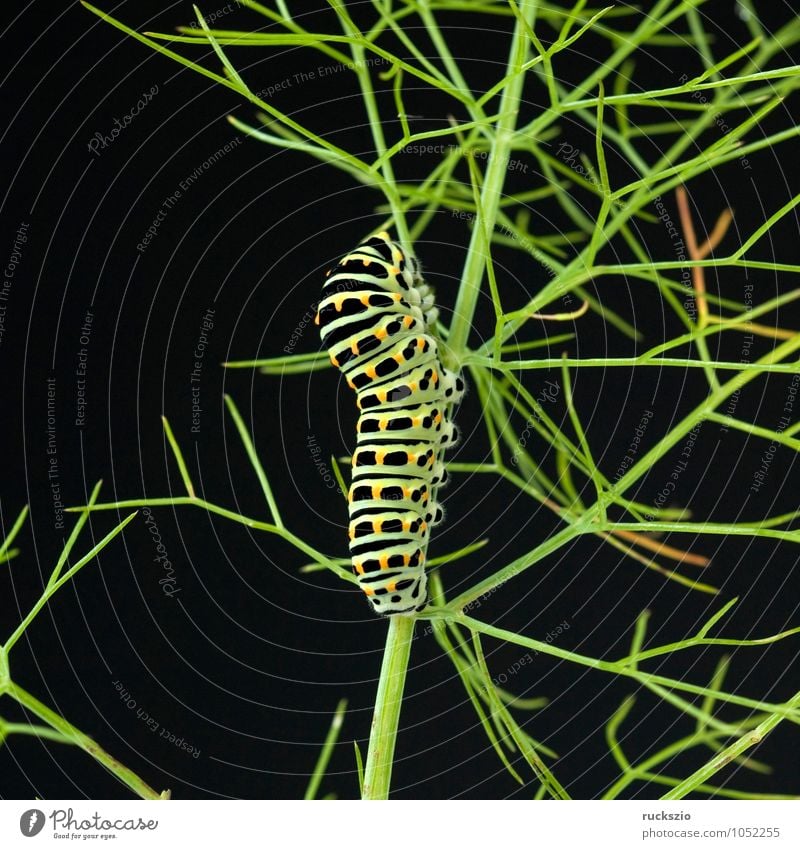 Raupe, Schwalbenschwanz, Wildtier Schmetterling frei schwarz Tagfalter Insekt Edelfalter Edelschmetterling Objektfotografie Caterpillar swallowtail butterfly