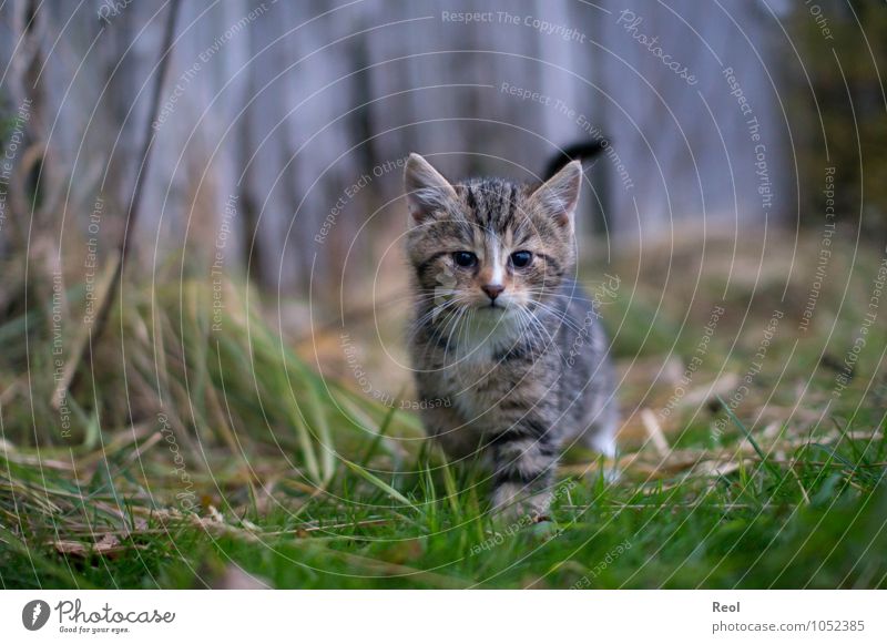 Neugier Natur Gras Tier Haustier Katze Fell Katzenbaby Katzenauge Katzenkopf Schnurrhaar Miau Schnurren Tierjunges 1 träumen natürlich grau grün schwarz weiß