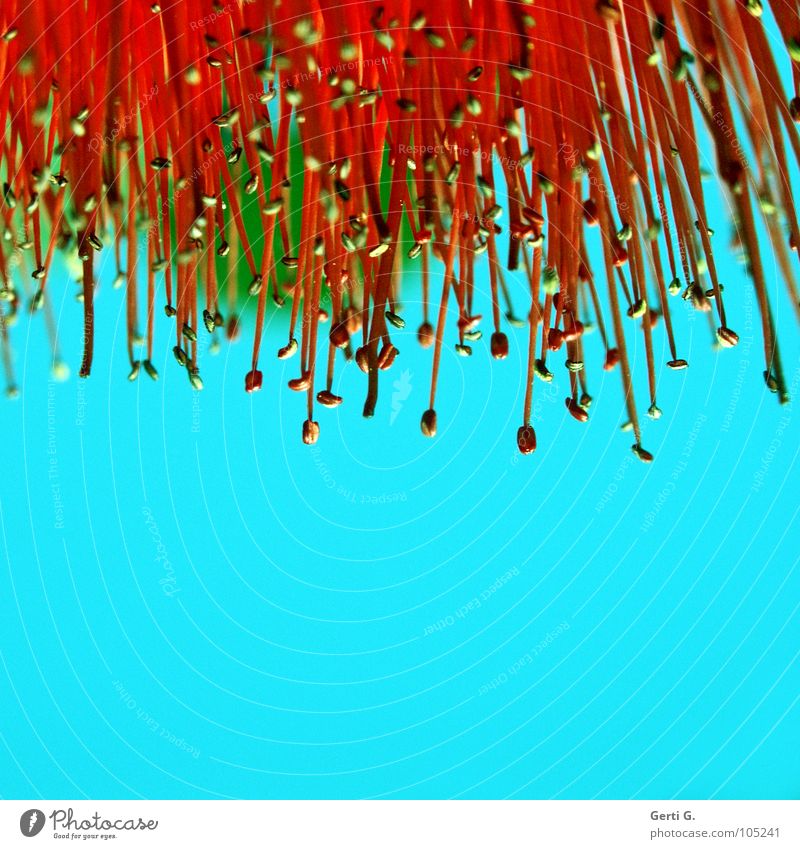 |!|!|!|!|!|!|!|!| Australischer Lampenputzer pflanzlich himmlisch Pflanze Blume Blüte himmelblau türkis mehrfarbig rot knallig grün Stecknadel Staubfäden Pollen