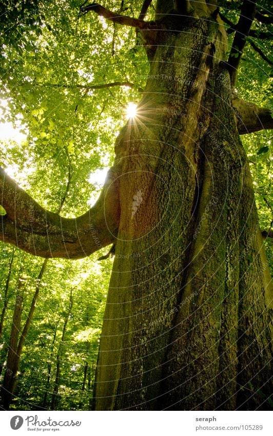 Telperion Baum Buche Buchenwald alt Sonne Wald Buchenblatt Blatt Baumstamm Baumkrone Blätterdach Natur Pflanze Laubbaum grün Baumrinde Wachstum Ast verästelt