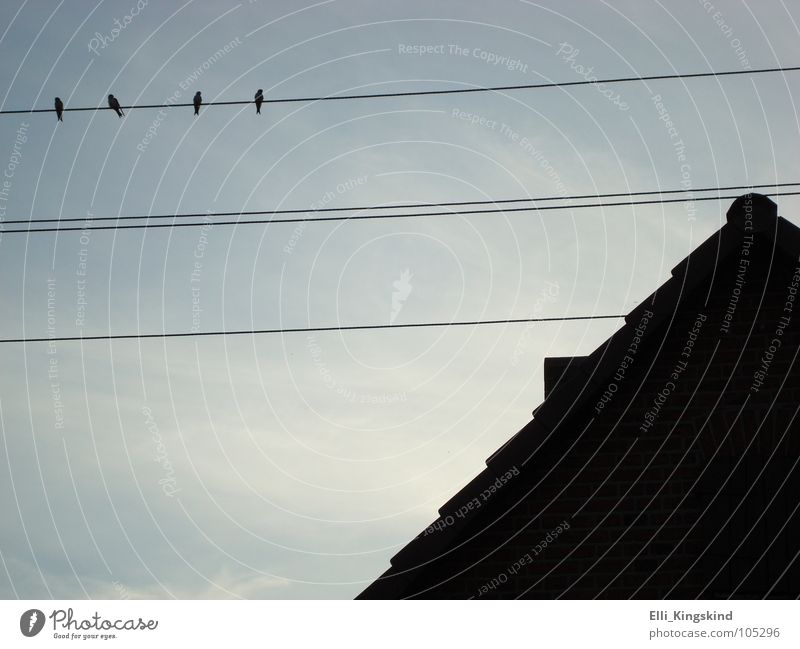 Nachmittagsschwätzchen Haus Vogel 4 Wolken Dach Zeit parallel Dachziegel Detailaufnahme Linie Himmel blau Dachrumpf verrückt Schenkenhorst