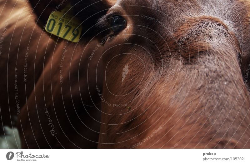 Freund im Geiste Kuh Bulle nah Nahaufnahme anmelden Fell braun Tiefenschärfe Säugetier Makroaufnahme Moral geschlossen Ohr Schilder & Markierungen Stempel