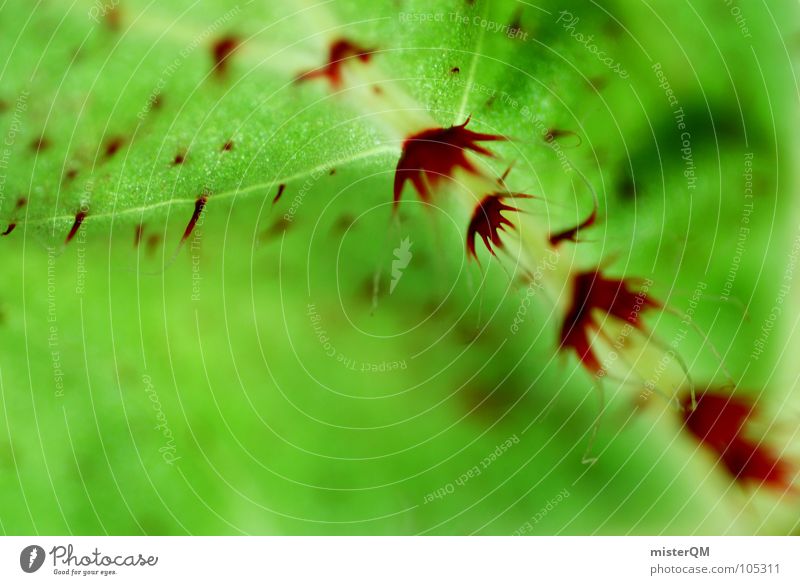 green oddity grün rot Pflanze Makroaufnahme Unschärfe stachelig seltsam Stengel Blatt außergewöhnlich verrückt dunkel Defensive Im Wasser treiben Wachstum quer