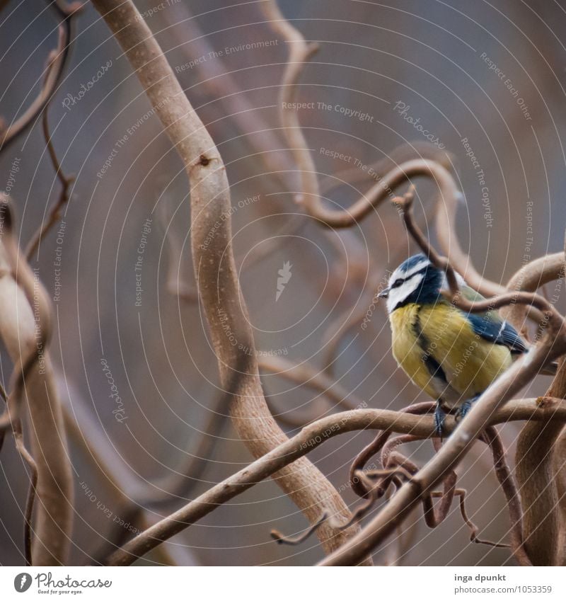 die Katze ist weit weg... Umwelt Natur Pflanze Tier Winter Sträucher Haselnuss Korkenzieher-Weide Wildtier Vogel Meisen Sperlingsvögel Blaumeise Singvögel 1