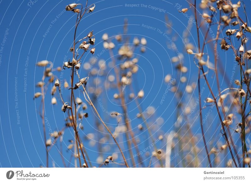 Trockenblumen Sommer Himmel Schönes Wetter Wärme Blume Gras Blüte blau Vergänglichkeit getrocknet verdorrt Blütenknospen Dürre Farbfoto Schwache Tiefenschärfe