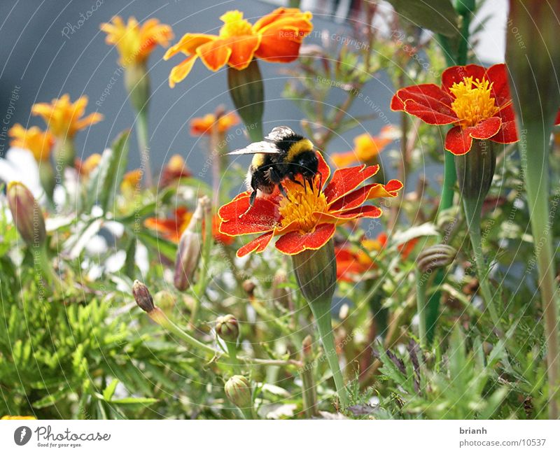 Hummel Insekt Blume Sommer