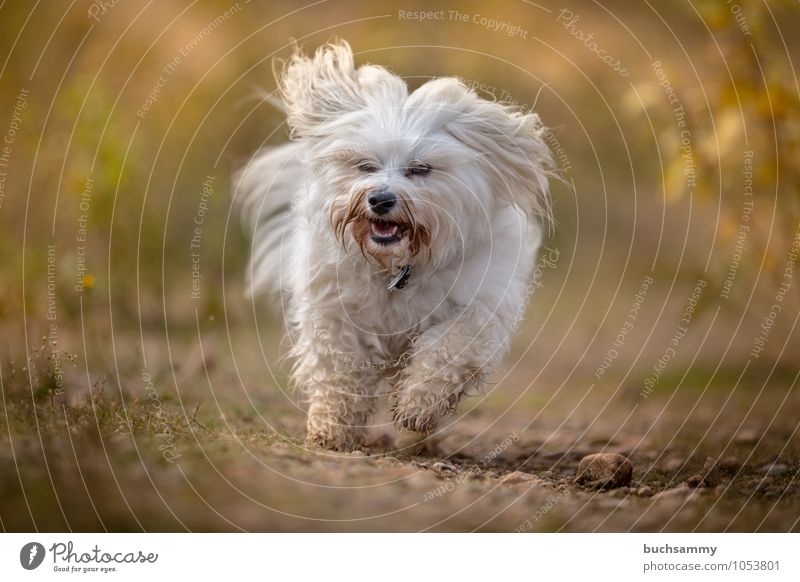 Havaneser im Herbst Freude Tier Wärme Fell langhaarig Haustier Hund 1 klein Geschwindigkeit braun grün weiß Bichon Haushund Orange Outddor Zunge Aktion Farbfoto