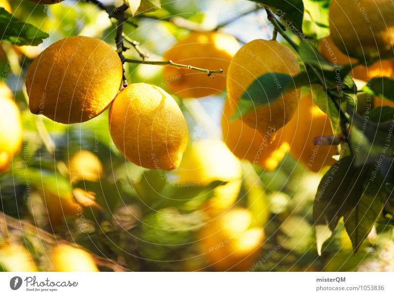 Vitamin-C-Wald I Frucht Kunst ästhetisch Zitrone Zitronensaft Zitronenbaum zitronengelb Zitronenblatt Wachstum reif Ernte viele vitaminreich Vitamin C sauer