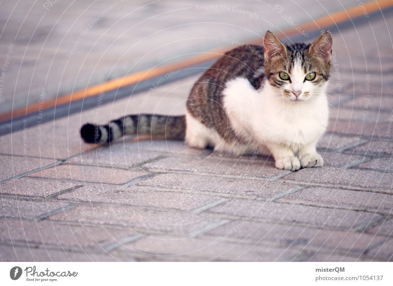 Look At Me. Tier Haustier Katze 1 Einsamkeit Katzenauge Katzenpfote Katzenfreund sitzen Farbfoto Gedeckte Farben Außenaufnahme Nahaufnahme Detailaufnahme