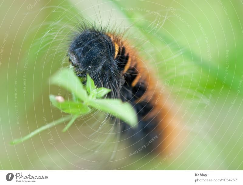 Wunderschön herausgeputzt... Natur Tier Sommer Schönes Wetter Blatt Raupe Brombeerspinner 1 Fressen ästhetisch natürlich braun grün schwarz Gelassenheit bizarr