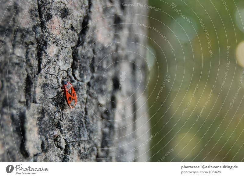 Käfer am Baum Feuerwanze kleiner roter Käfer small red beetle Insekt im Detail roter Feuerkäfer Käfer wie Marienkäfer Käferdetailbild Käferbild