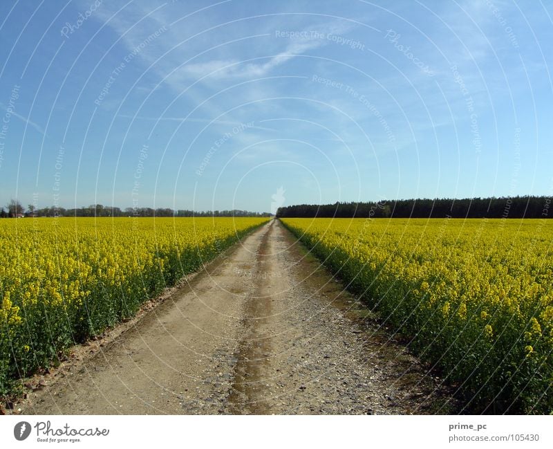 Pfade des Lebens Feld Blume Wolken Wege & Pfade Himmel Landschaft Pflanze Straße