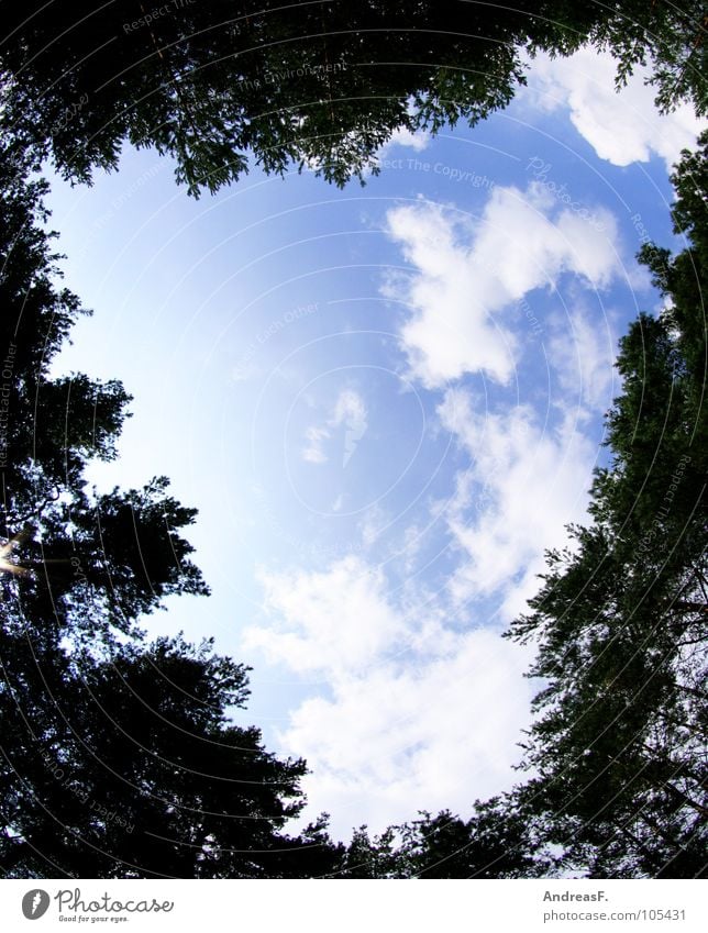 Herz ist Trumpf Romantik Wald Wolken Zusammensein Baum Spaziergang Valentinstag träumen Freude herzform Himmel paartnerschaft