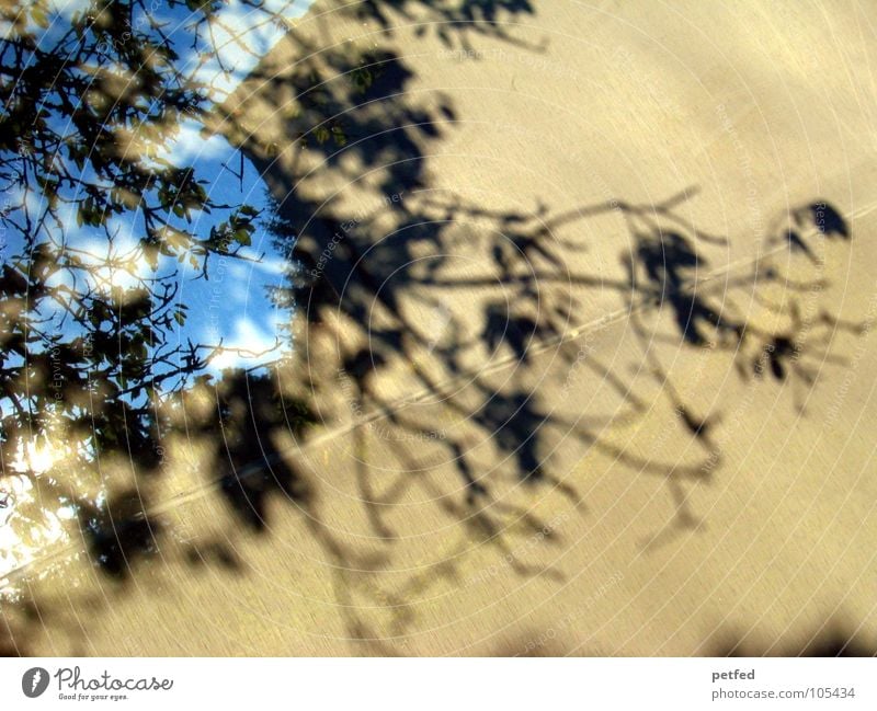 Schattenbaum Baum schwarz grau Blatt Wolken weiß vorwärts Vorhang Natur bage blau Himmel Ast Leben Bewegung hinten Außenaufnahme