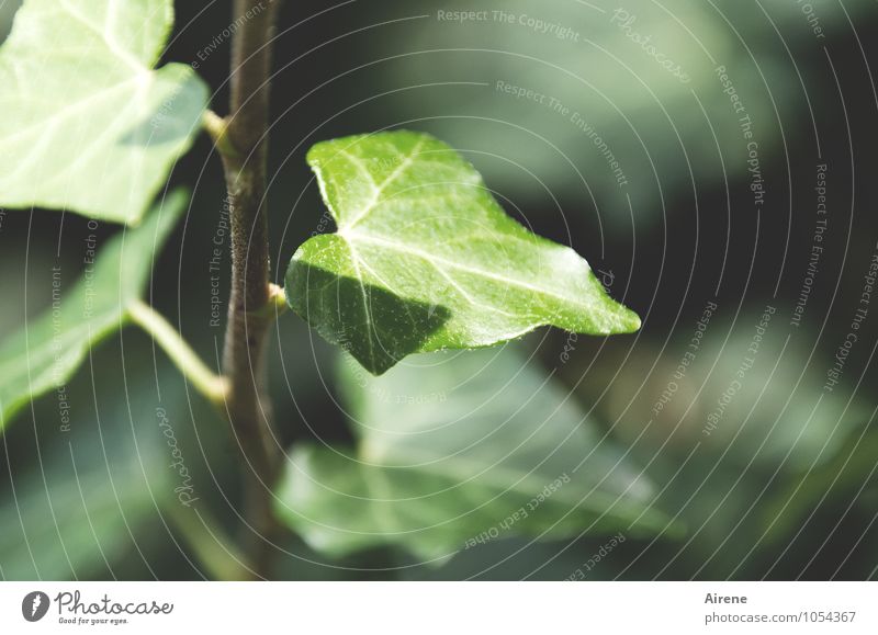 immer grün Pflanze Efeu Blatt Kletterpflanzen Wachstum frisch positiv Wandel & Veränderung aufsteigen stetig Immergrüne Pflanzen Farbfoto Außenaufnahme