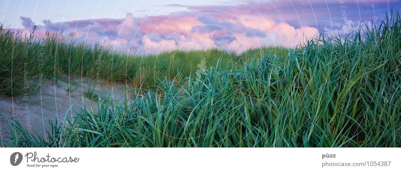 Dünenpanorama Ferien & Urlaub & Reisen Ferne Freiheit Sommer Sommerurlaub Meer Insel Natur Landschaft Pflanze Erde Sand Wolken Gewitterwolken Schönes Wetter