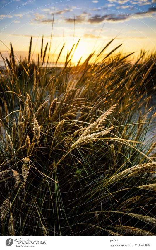 Gräser Ferien & Urlaub & Reisen Freiheit Sommer Sommerurlaub Sonne Strand Meer Natur Landschaft Pflanze Urelemente Himmel Wolken Gras Küste Sand Sehnsucht