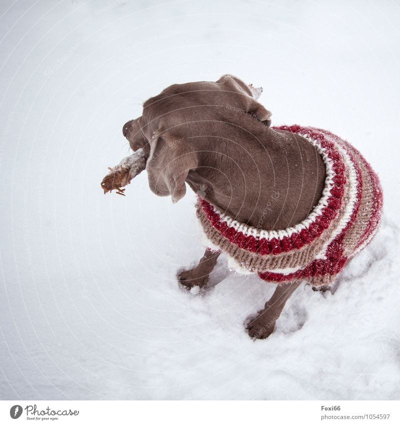 nochmal warm anziehen Natur Winter Klimawandel Schnee Haustier Hund 1 Tier Spielzeug Holz Stöckchen Wollpullover Bewegung Fitness sitzen springen toben