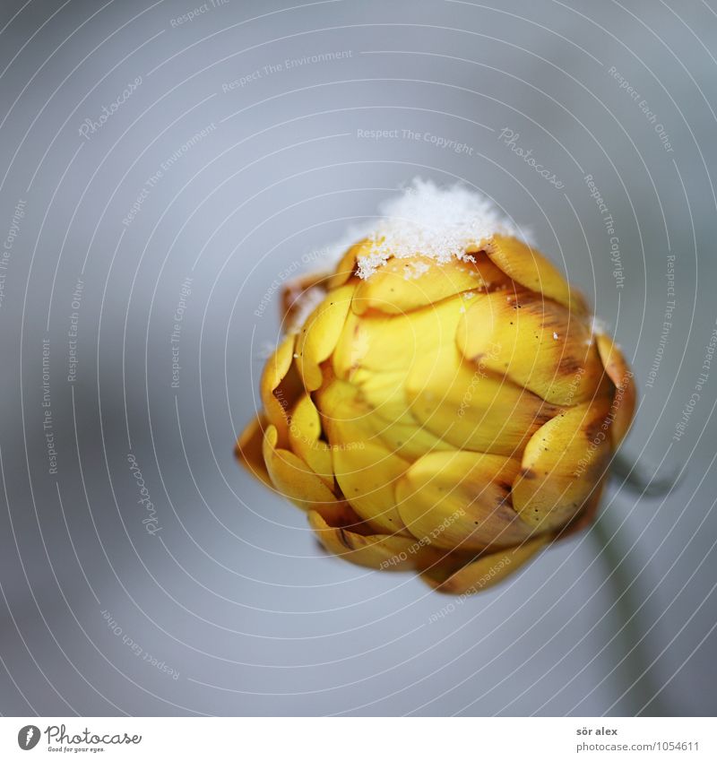 bischen Schnee Umwelt Pflanze Winter Blume Blüte Strohblume kalt gelb grau Sicherheit Schutz Geborgenheit Traurigkeit Trauer Vergänglichkeit Farbfoto