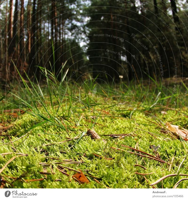 Pilze suchen II Wald Waldboden Baum Nadelbaum Nadelwald grün Holz Waldsterben Geäst Herbst Weitwinkel Gras Froschperspektive Insekt Reptil Natur Kiefer