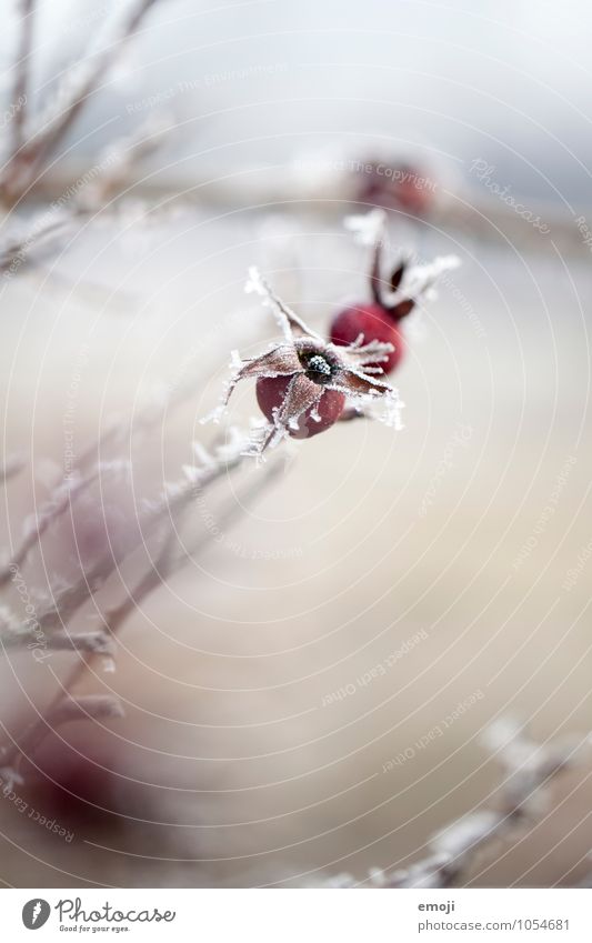 eisrot Umwelt Natur Pflanze Winter Eis Frost Schnee kalt weiß Hagebutten Farbfoto Außenaufnahme Nahaufnahme Makroaufnahme Menschenleer Tag