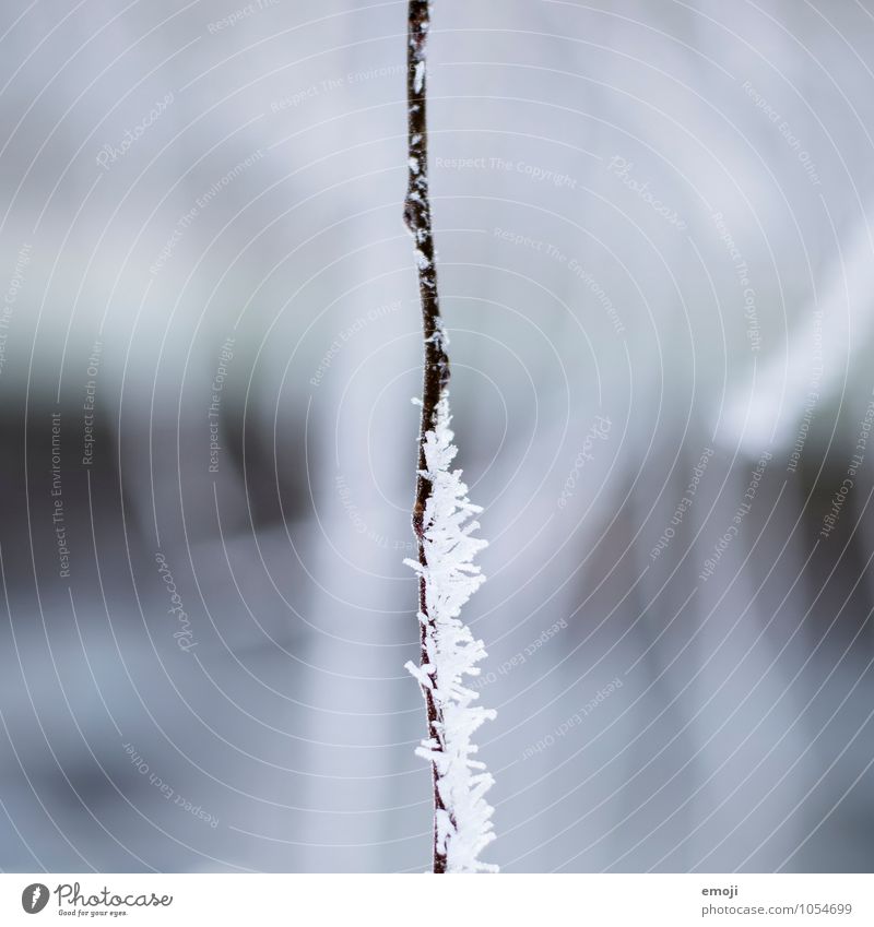 halb-halb Pflanze Winter Eis Frost Ast Raureif außergewöhnlich kalt blau weiß Farbfoto Außenaufnahme Nahaufnahme Detailaufnahme Makroaufnahme Menschenleer Tag