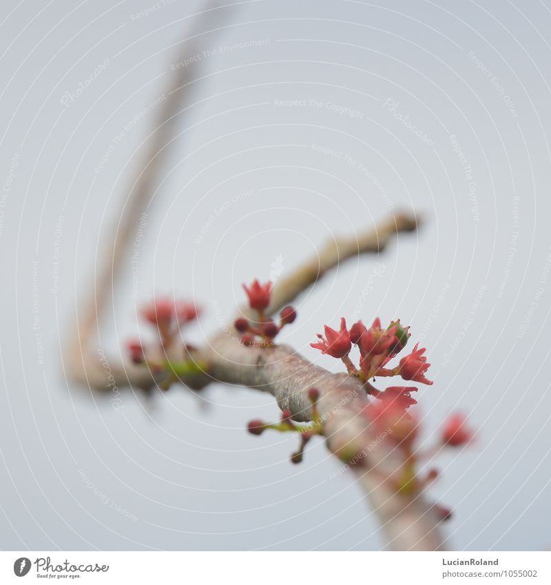 tropischer Frühling Natur Pflanze Blüte Nutzpflanze Obstbaum exotisch klein neu niedlich rosa rot Frühlingsgefühle Vorfreude bizarr Lebensfreude Obstblüte