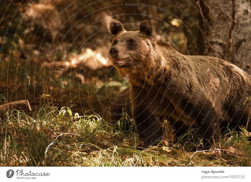 ... was hast du für große Ohren Umwelt Natur Tier Baum Wald Rumänien Siebenbürgen Wildtier Tiergesicht Bär Braunbär 1 kuschlig Tourismus Umweltschutz Märchen