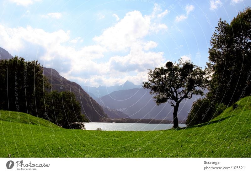 chill out Wiese grün Baum Hügel See Wolken Wald Gras Walensee saftig Gelassenheit Sonnenbad Ferne Schweiz Insekt Frieden Makroaufnahme Nahaufnahme