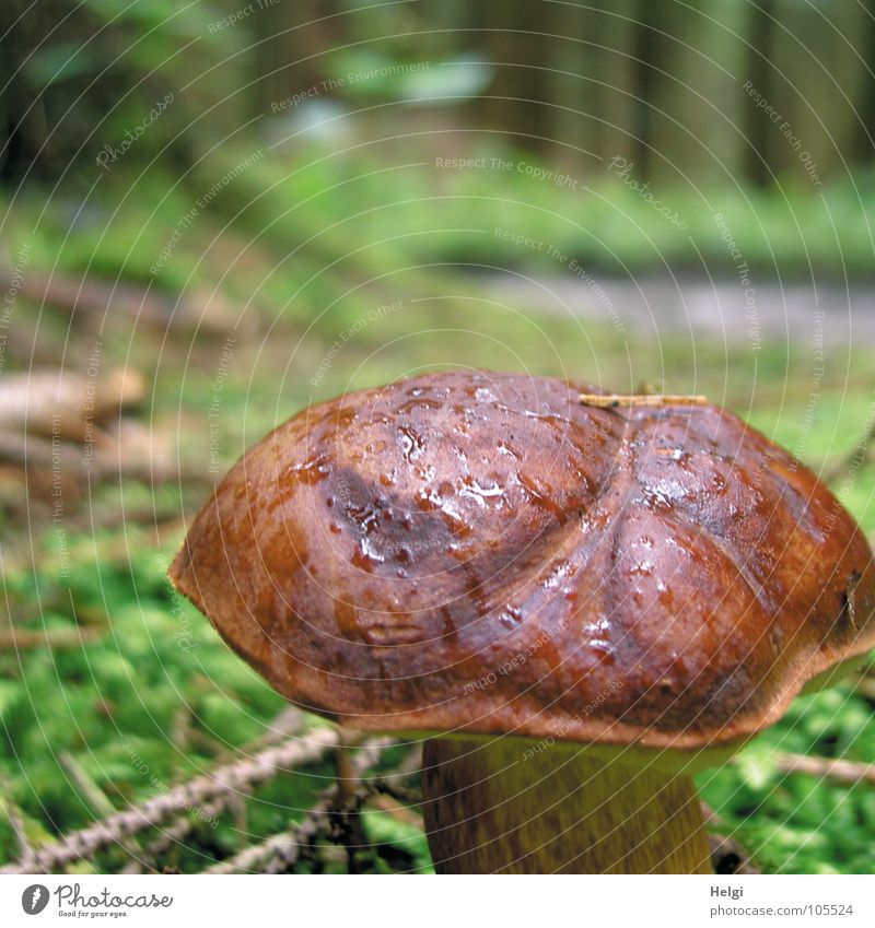 Nahaufnahme eines Maronenröhrlings am Waldboden mit Regentropfen essbar lecker Blatt Baum Fichtenwald klein Baseballmütze Stengel nass Am Rand feucht Mahlzeit