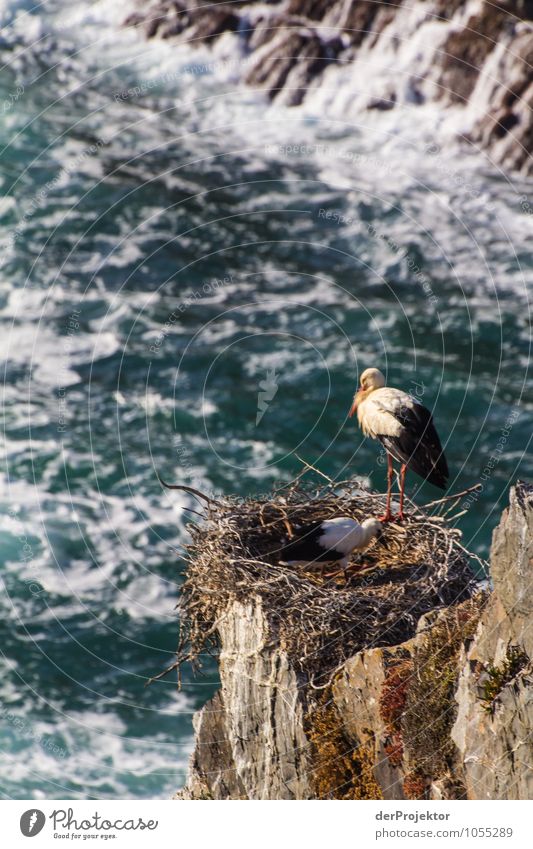 Nistende Störche auf Felsen Ferien & Urlaub & Reisen Tourismus Ausflug Abenteuer Ferne Freiheit Umwelt Natur Landschaft Pflanze Urelemente Sommer Schönes Wetter