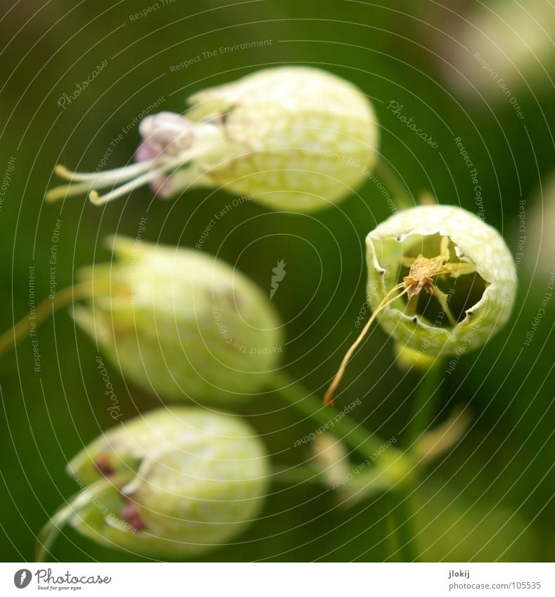 Bäääääh Pflanze Blume Blüte durchsichtig Tunnel Wachstum grün weiß Zunge Kokon Natur Wiese Sommer Jahreszeiten Samen Garten Park Loch Blühend flower white Blase