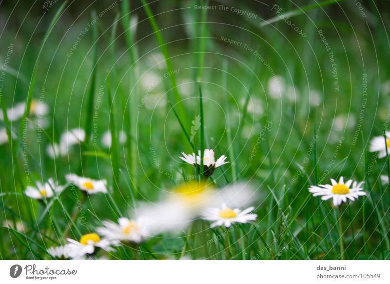 Gänsewiese I Gänseblümchen Blume Wiese Blumenwiese Unschärfe Gartenarbeit Gras Alm Kräutergarten Beet Wiesenblume Futter Erholung frisch knackig Fröhlichkeit