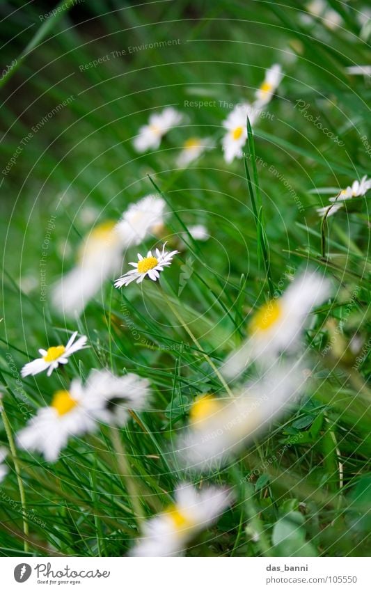 Gänsewiese II Gänseblümchen Blume Wiese Blumenwiese Unschärfe Gartenarbeit Gras Alm Kräutergarten Beet Wiesenblume Futter Erholung frisch knackig Fröhlichkeit