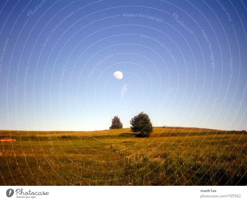 zwei+einer groß Baum Wiese Hügel Gras gelb Herbst Sommer Mond blau