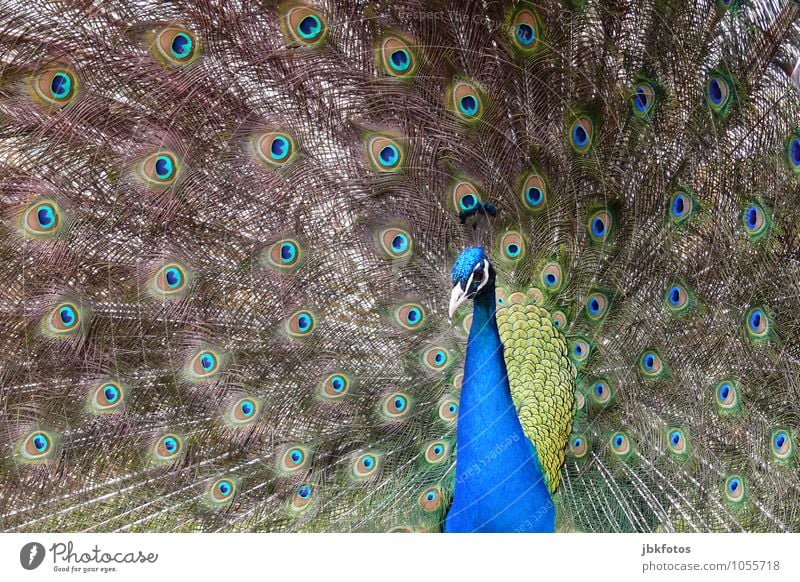 Pfau Natur Tier Haustier Nutztier Tiergesicht Flügel Zoo 1 ästhetisch schön einzigartig verrückt Außenaufnahme Menschenleer Tag Zentralperspektive Porträt