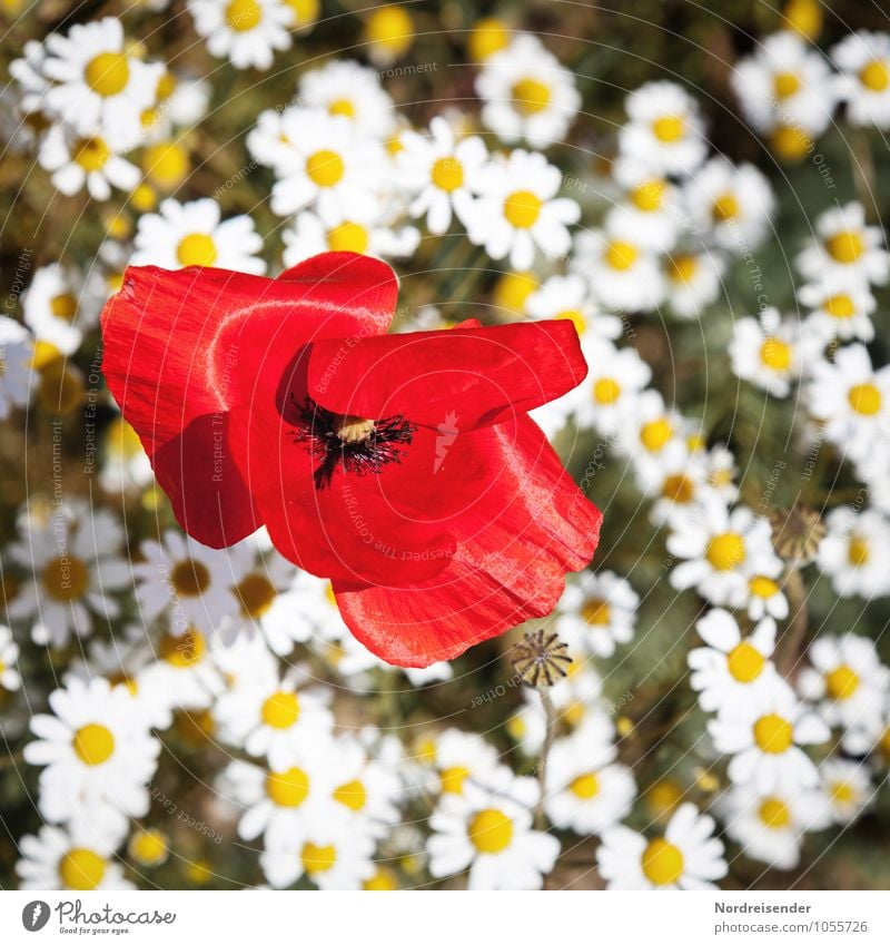 Blümchen Natur Landschaft Pflanze Sommer Blume Wildpflanze Feld Blühend Duft Wachstum Freundlichkeit Fröhlichkeit frisch mehrfarbig rein Mohn Mohnblüte