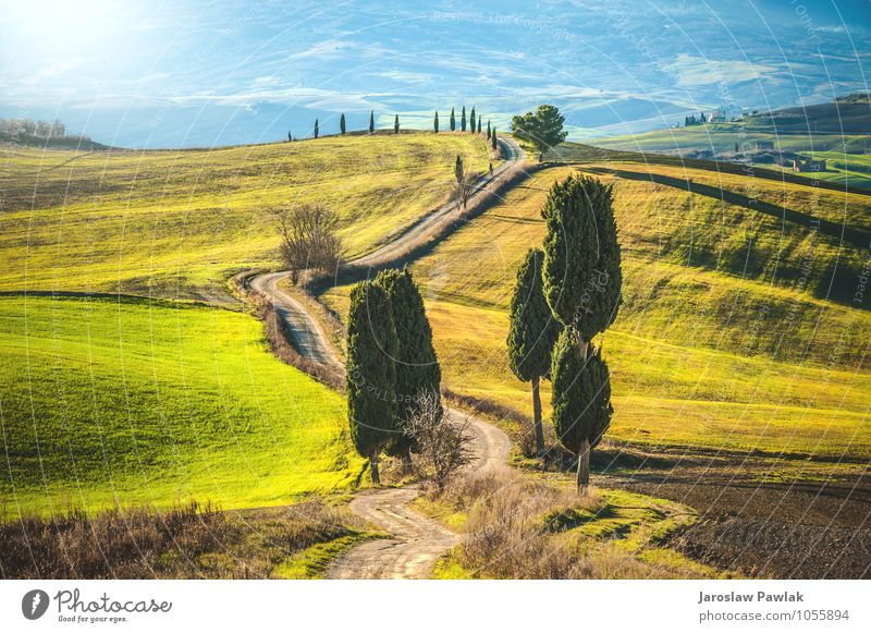 Zypressen-Bäume-Straße schön Ferien & Urlaub & Reisen Tourismus Ausflug Sommer Sommerurlaub Sonne Haus Natur Landschaft Horizont Sonnenaufgang Sonnenuntergang