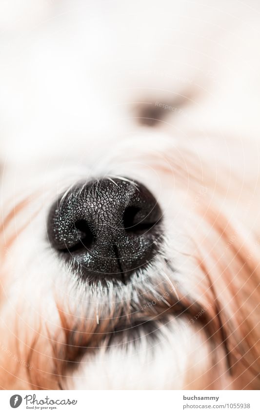 Hunde Nase Tier Fell langhaarig Haustier 1 klein schwarz weiß Bichon Haushund Havaneser Orange Farbfoto Gedeckte Farben Nahaufnahme Detailaufnahme Makroaufnahme