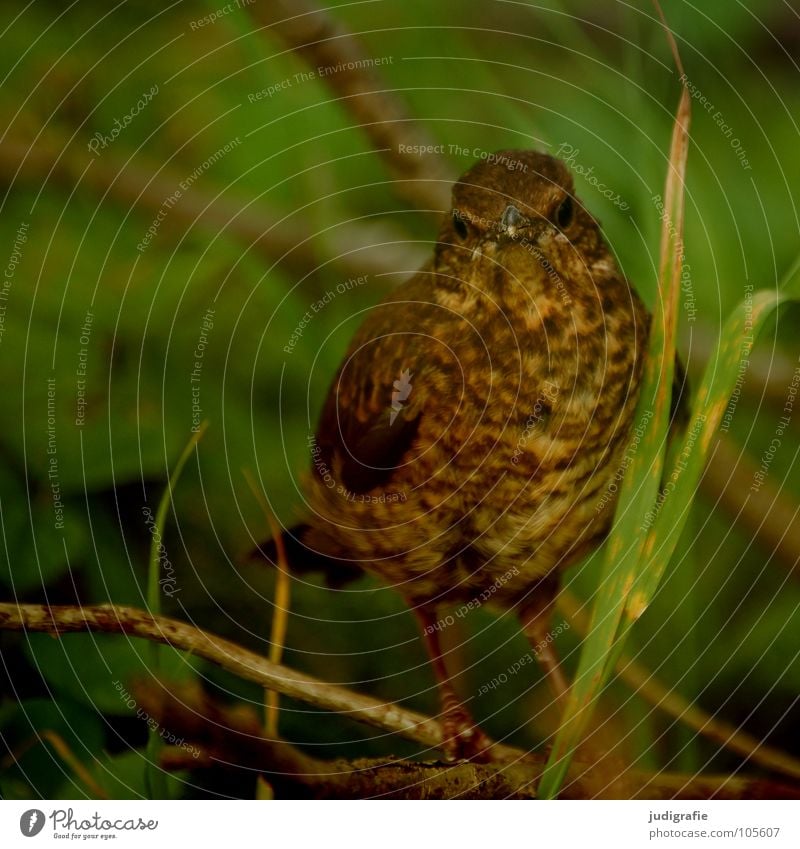 Junger Star Vogel Tier Feder Umwelt braun grün Pflanze Wald Blick Schnabel Farbe Schutz Natur verstecken frech