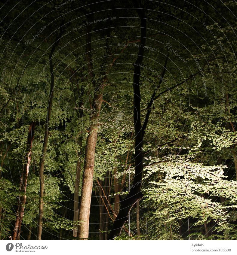 Dem Waldgeist geht grad ein Licht auf Baum Blatt Sommer Herbst Nacht dunkel glänzend Erkenntnis unheimlich erleuchten Holz Unterholz gruselig Dreharbeit seltsam