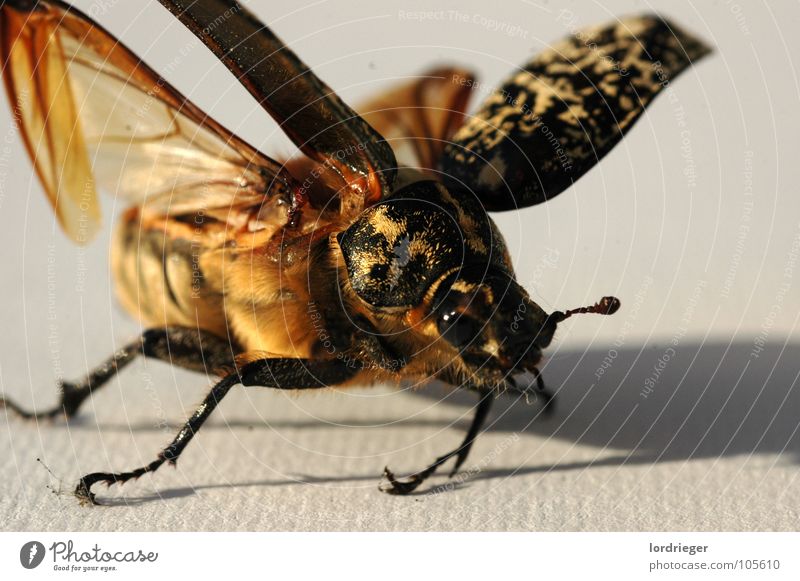 der flugunfähige_02 Insekt Strand flattern Fühler krabbeln Käfer Flügel Schatten fliegen Natur Gefühle Auge