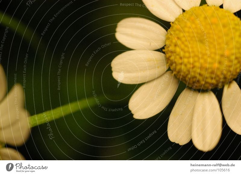 ...nur einmal ganz groß Blume Gänseblümchen Blumenwiese Wiese Makroaufnahme Nahaufnahme Magaritte Natur Margerite