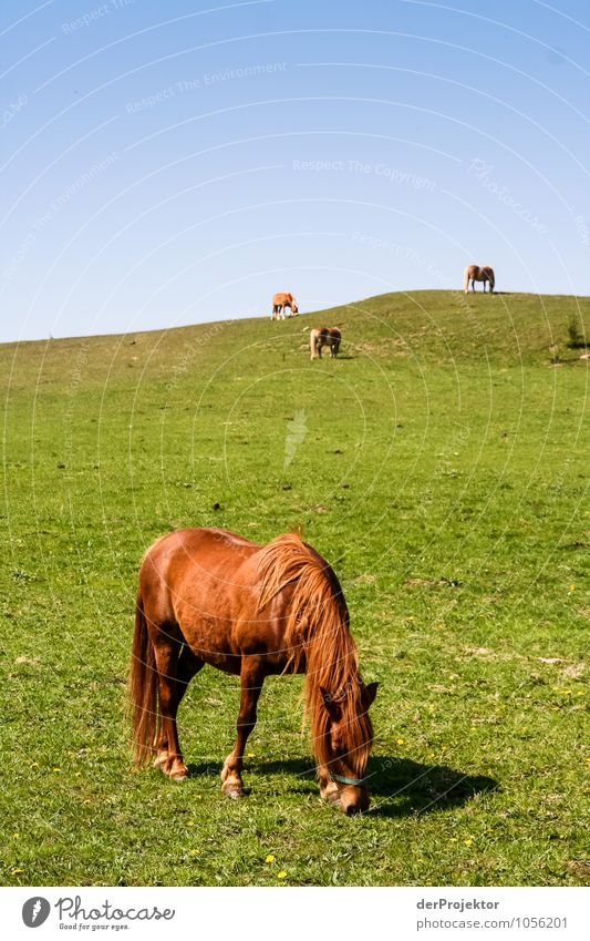 In aller Ruhe grasen Ferien & Urlaub & Reisen Tourismus Ausflug Umwelt Natur Landschaft Pflanze Tier Urelemente Wolkenloser Himmel Frühling Schönes Wetter Wiese