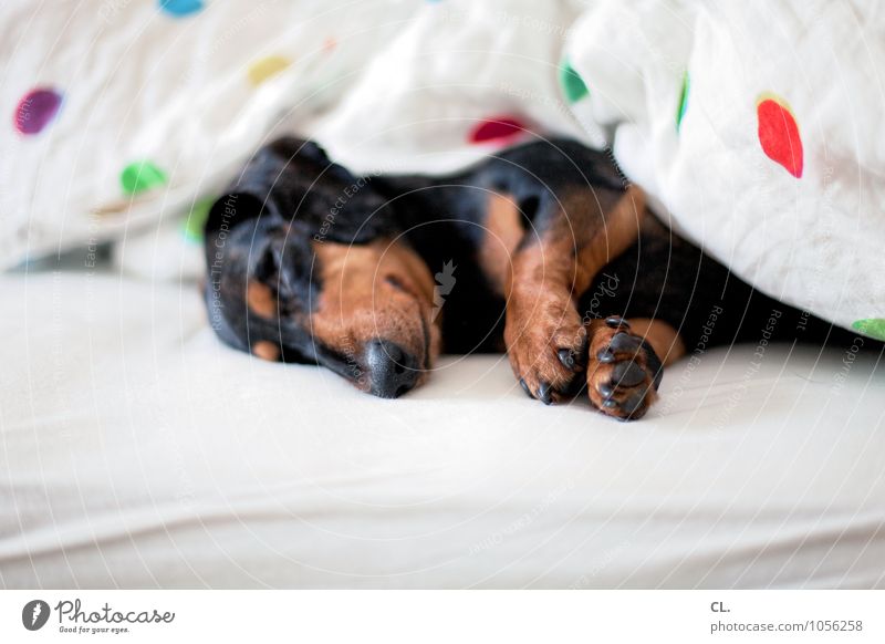 schnarchnase Häusliches Leben Wohnung Bett Schlafzimmer Tier Haustier Hund Tiergesicht Fell Krallen Pfote 1 Decke schlafen niedlich Tierliebe Farbfoto